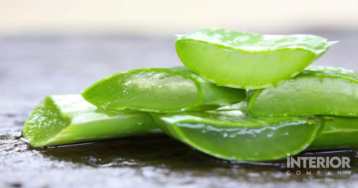 Top 10 Benefits of Using Aloe Vera