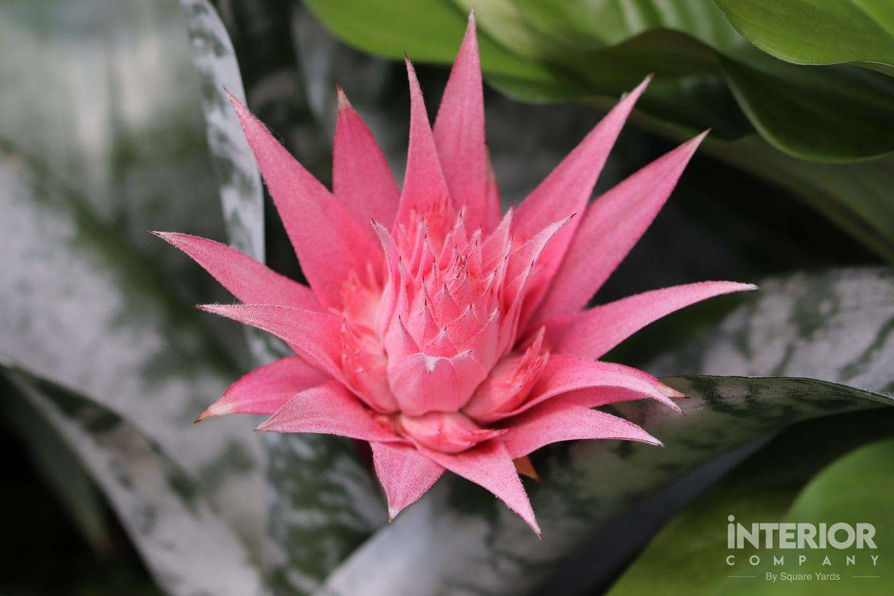 Bromeliad Plant for Bedroom