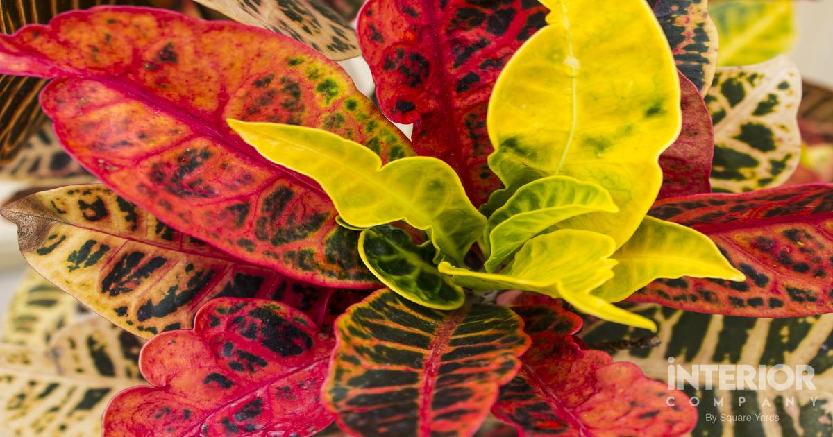 Croton Plant Indoor Benefits And Tips To Grow