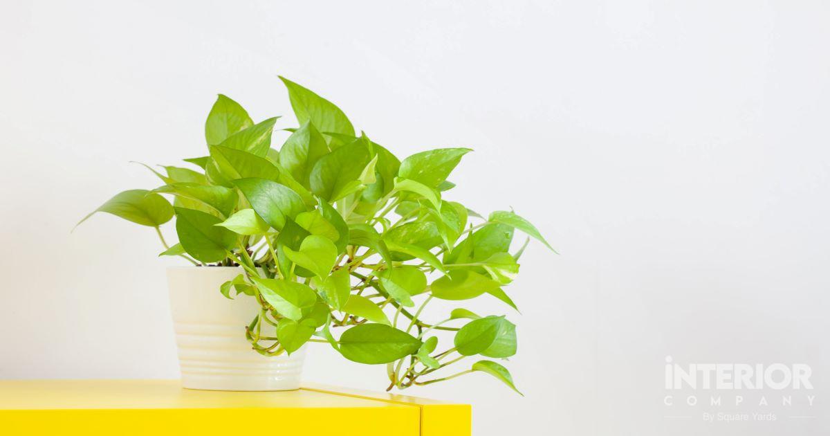 Golden Money Plants: Tips to care and decorate the devil's ivy