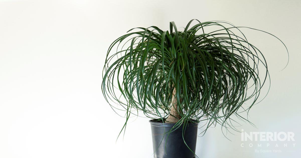 Type of Indoor Palm Plants & How to Take Care of Them