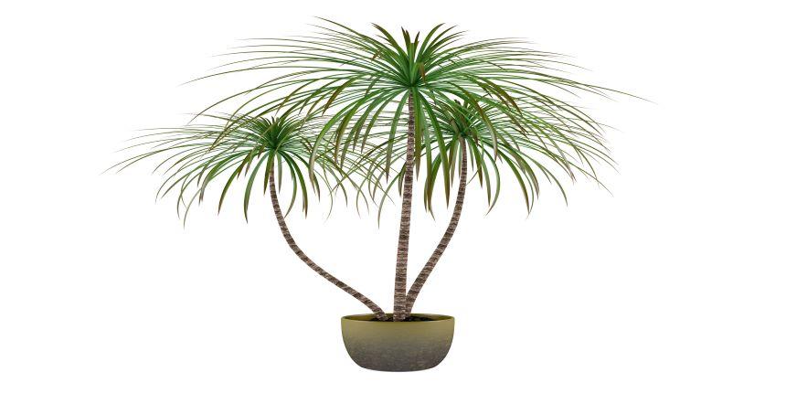 indoor-palm