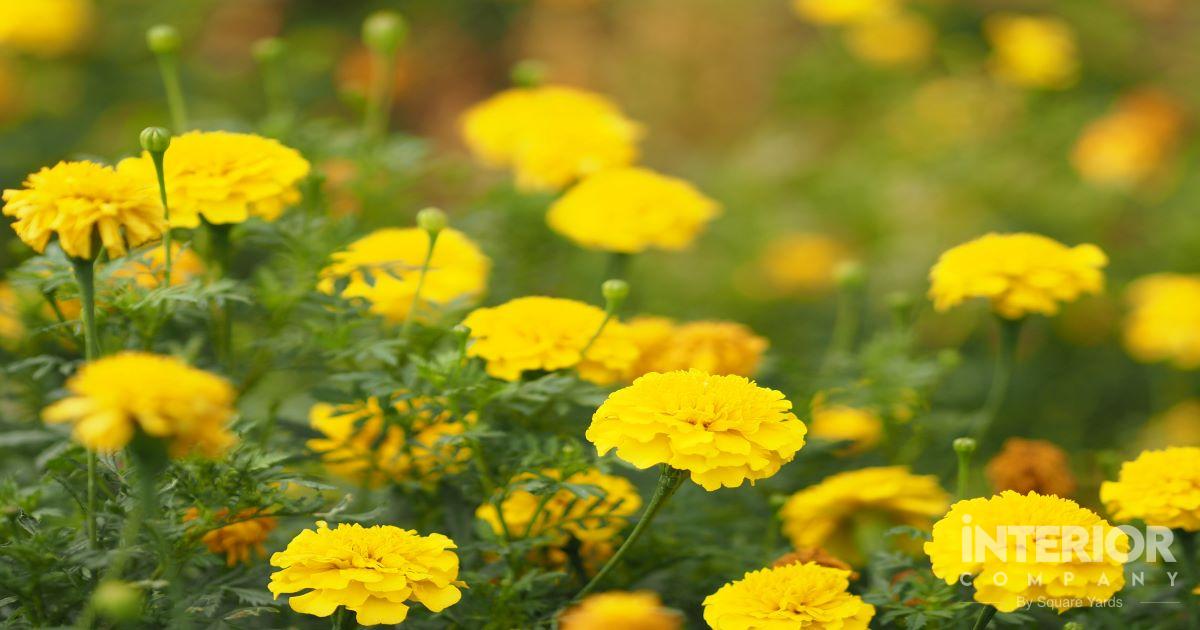 Marigold: How to Grow at Home?