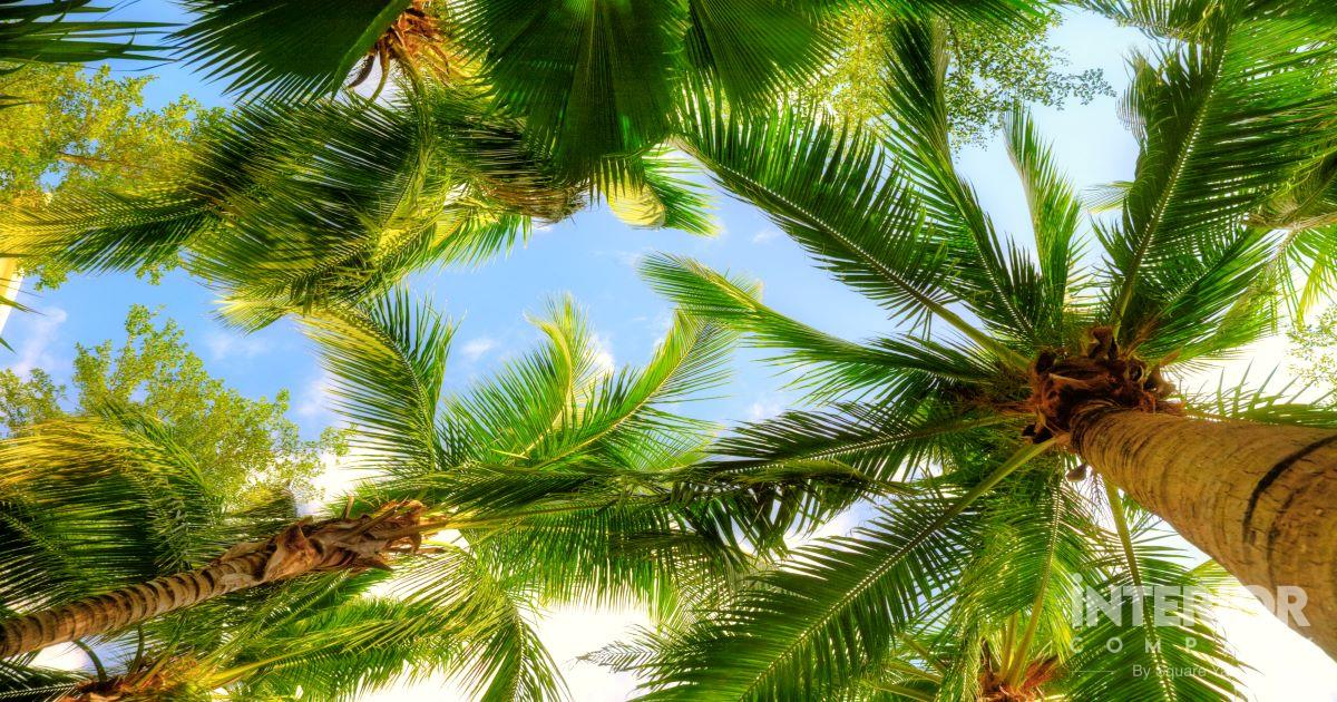 Palm Trees: How to Grow and Care?