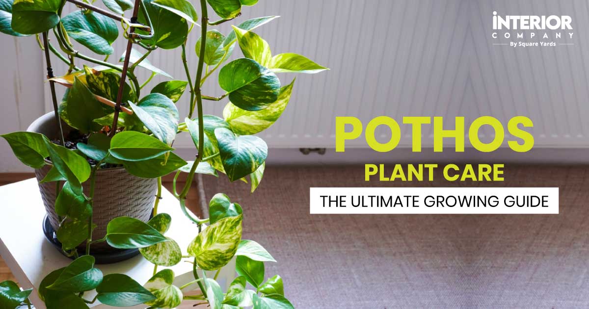 Unveiling the Beauty Growing Guide and Care of the Pothos Plant