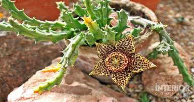 Stapelia Plants - A Decoration and Care Guide for Your Home