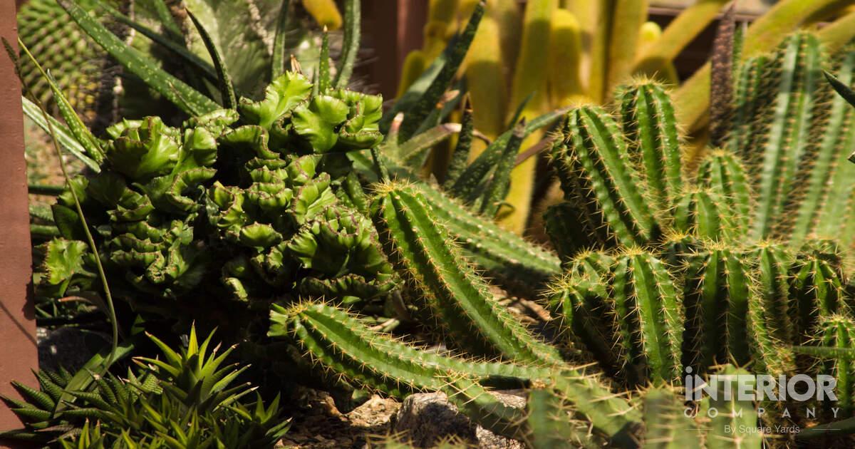 Best Types of Cactus You Can Grow at Home