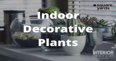 Amazing Indoor Decorative Plants Ideas for your Home