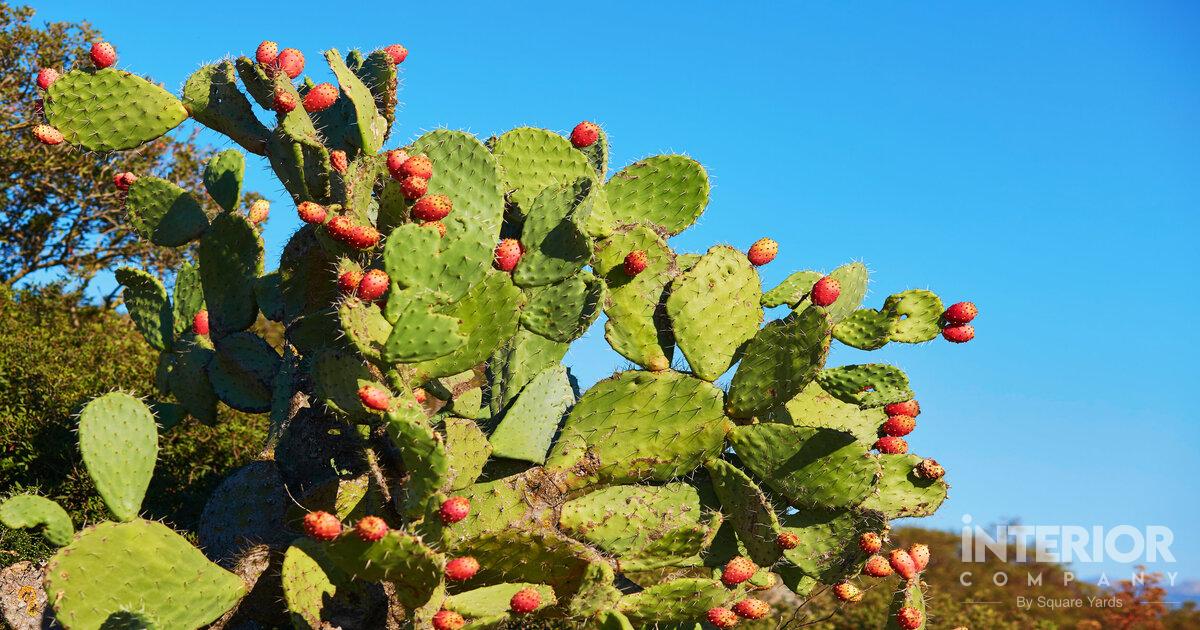 What is Prickly Pear- Nutrition Facts and Benefits