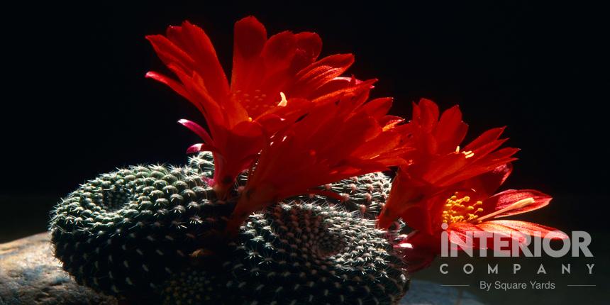 Rebutia Mentosa