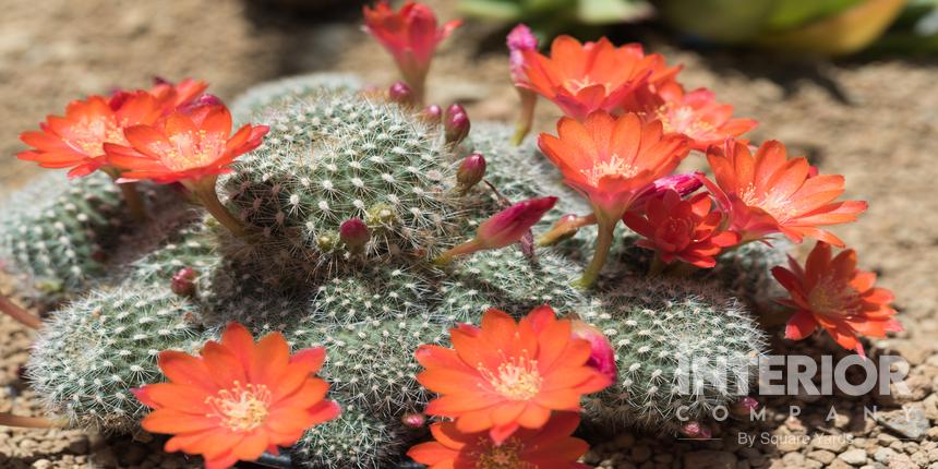 Rebutia Minuscula