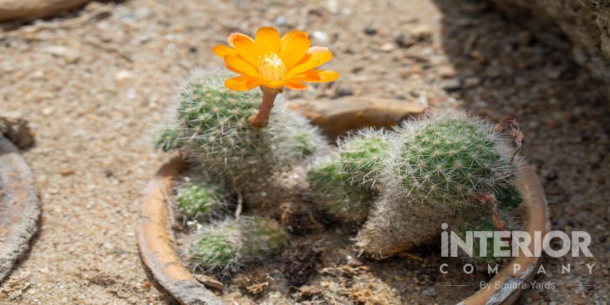 Rebutia Pulvinosa