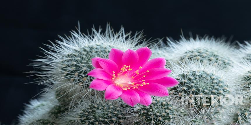 Rebutia Violaciflora