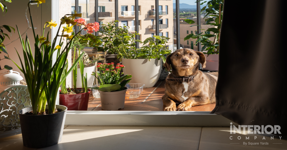 Pet-friendly Garden Balcony Ideas