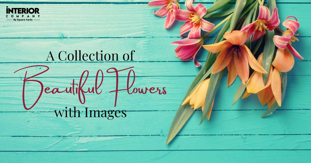 42 Beautiful Flower Images That Uplifts Mood and Gives You Major Inspiration