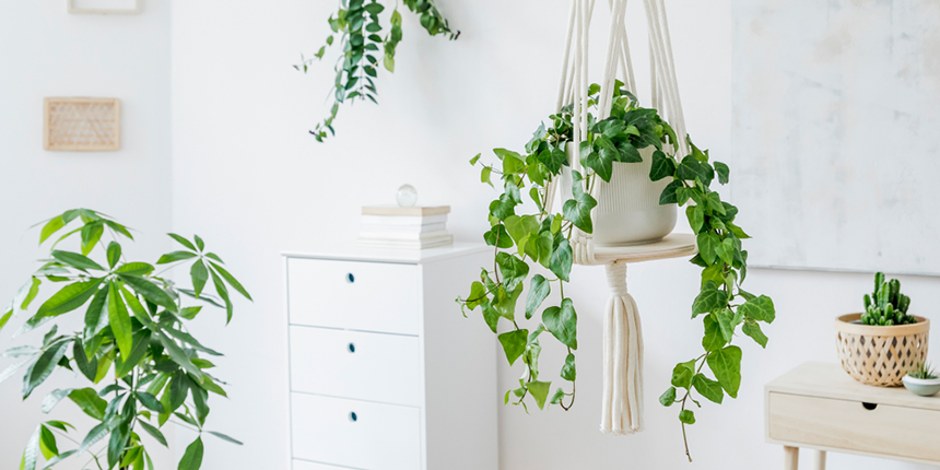 Indoor Plant Hangers