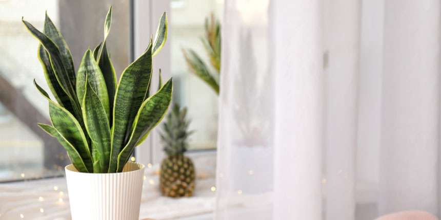 Snake Plant