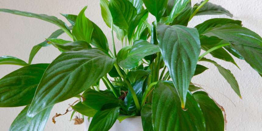 Botanical Name- Spathiphyllum