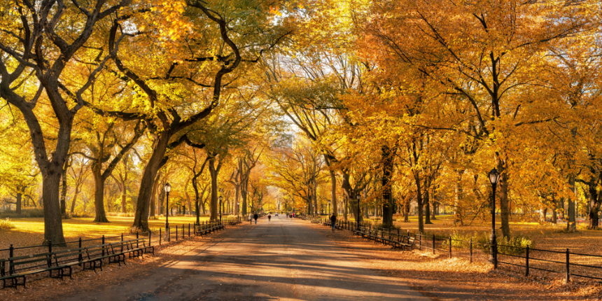 Conservation Efforts in Central Park 