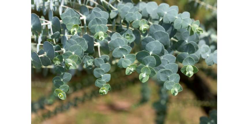 Eucalyptus Plant Care