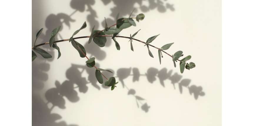Eucalyptus Precautions and Side Effects