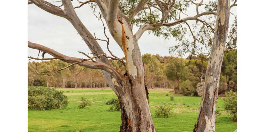 Eucalyptus Tree Bark Uses