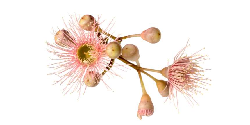 Eucalyptus Tree Flowers Uses
