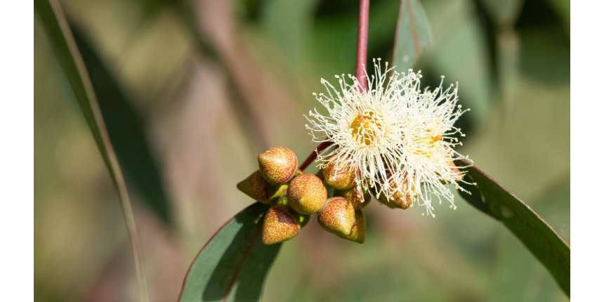 Eucalyptus Tree Fruit Uses