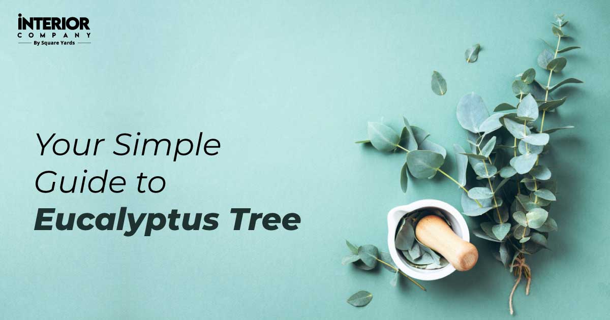 Eucalyptus Tree Guide