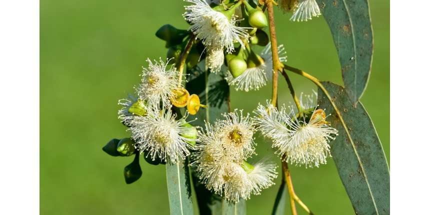 Eucalyptus Tree Planting