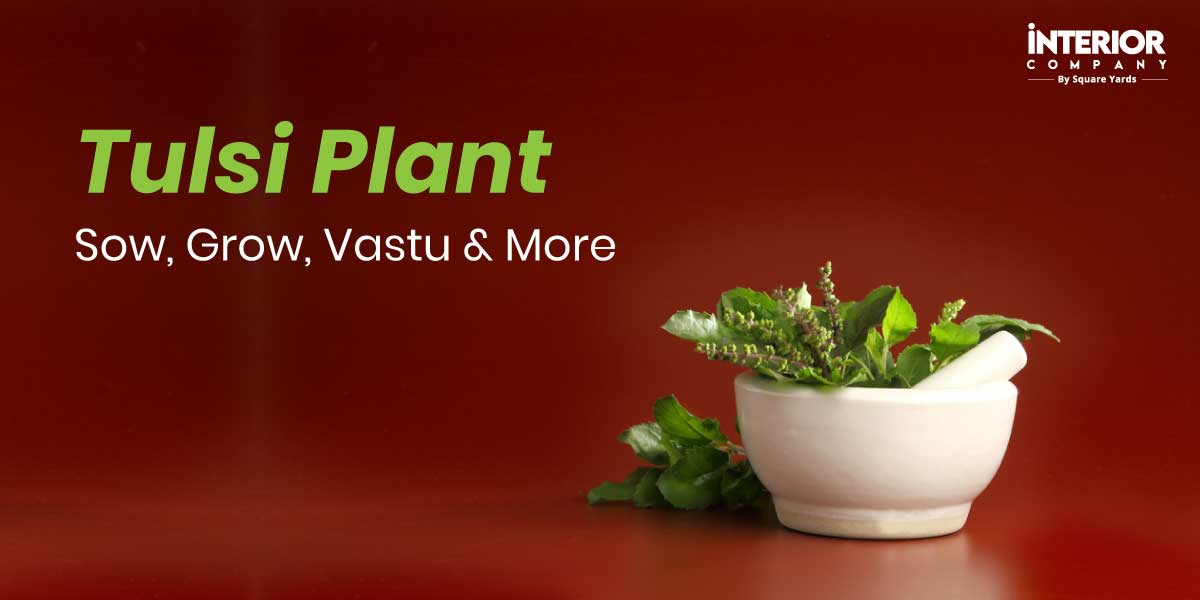 Tulsi Plant: Sow, Grow, Vastu & More