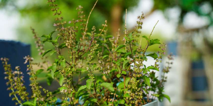 Benefits of Tulsi Plant grow at home