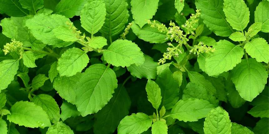 How and when do you harvest your tulsi plant seeds tulsi care