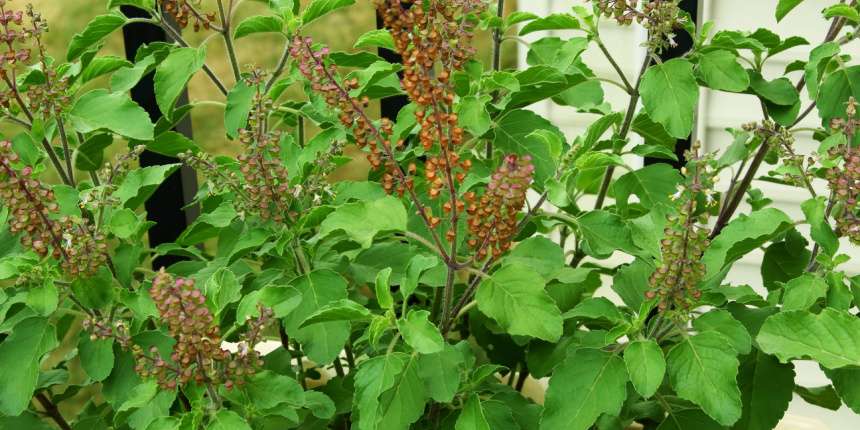 How do you Know if Your Tulsi is Healthy tulsi care