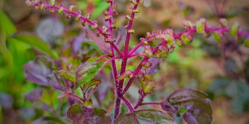 Krishna Tulsi (Ocimum Tenuiflorum - Purple Leaf) tulsi plant indoor