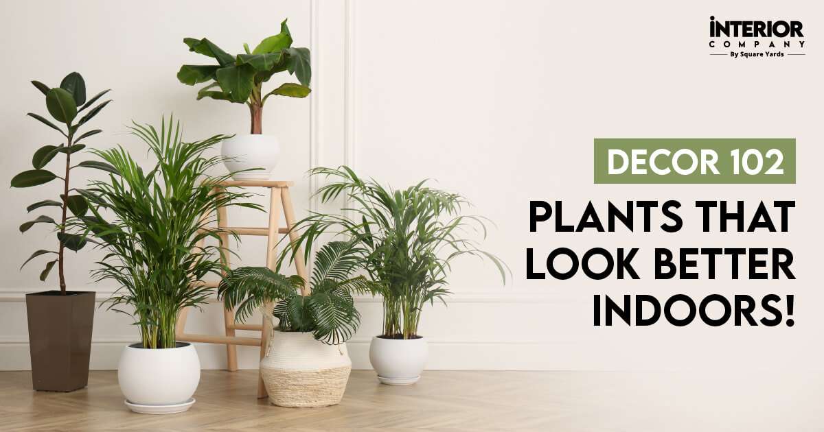 Large Indoor Plants for Home