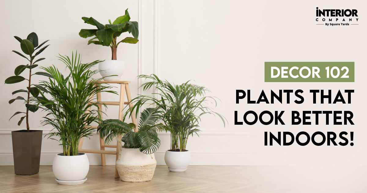 20 Large Indoor House Plants That Completely Change the Atmosphere of Your Home