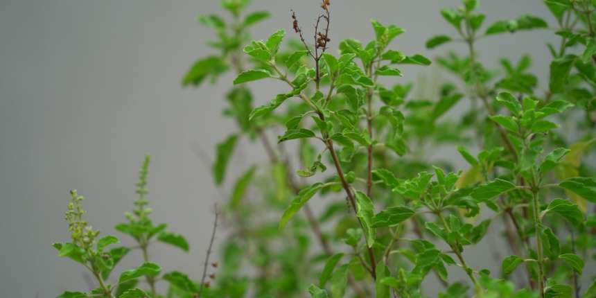 Rama Tulsi (Bright Tulsi) tulsi tree care