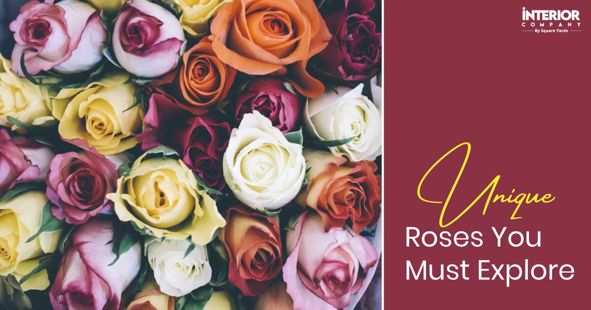 14 Unique Types of Roses You Are Curious to Explore