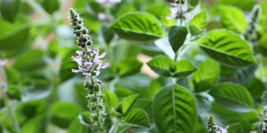 Types of Holy Basil tulsi plant care
