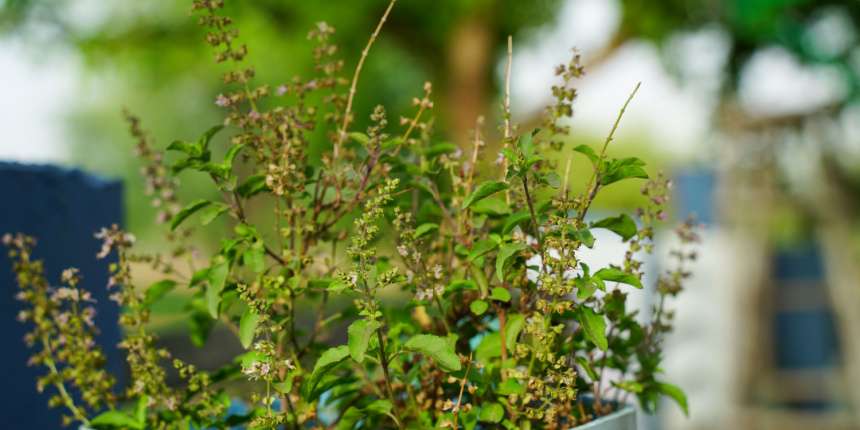 Vana Tulsi (Ocimum Gratissimum) maintain tulsi plant at home