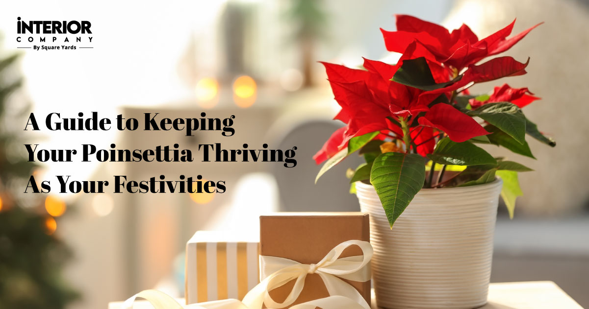 Poinsettia Perfection: A Guide to Keeping Your Poinsettia Plant Thriving