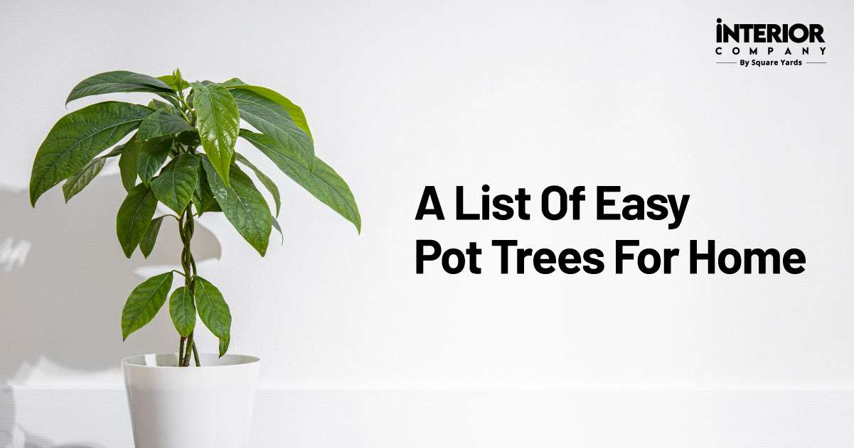 Trees For Pots