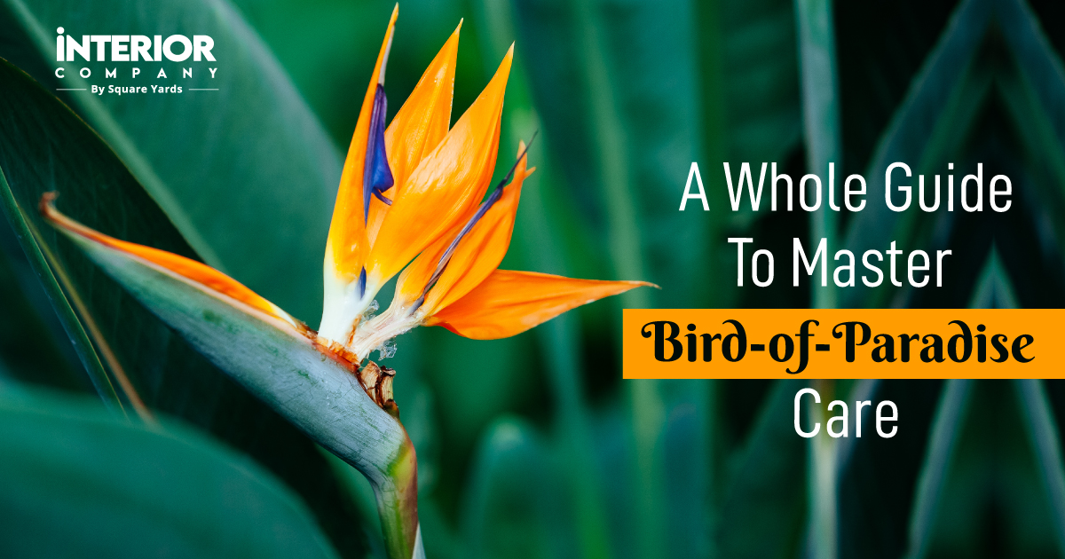 Bird-of-Paradise Mastery: A Comprehensive Guide to Growing and Caring in 2024