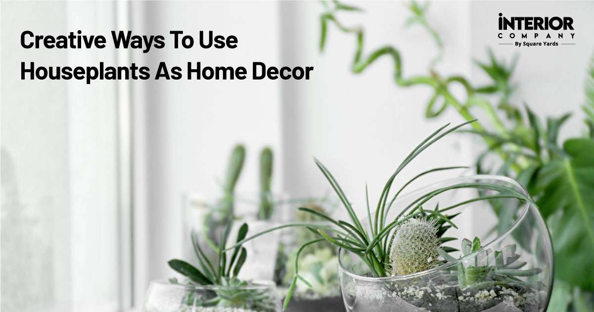 Home Decor Plants