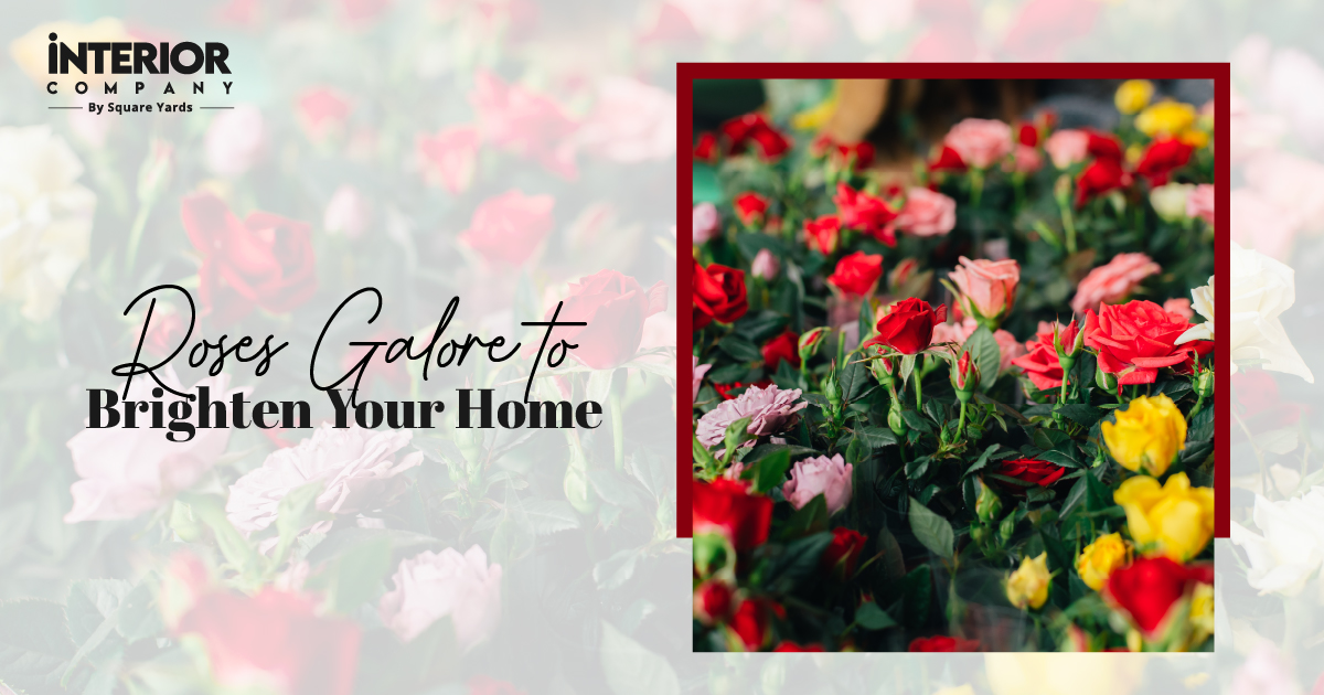 15 Most Popular Types of Roses to Amp Up Your Home Garden