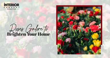 15 Most Popular Types of Roses to Amp Up Your Home Garden