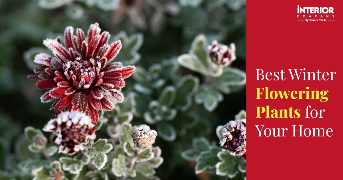 17 Beautiful Winter Flowers That Grow in Cold Season