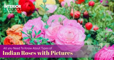 13 Indian Roses Varieties with Pictures You Must Know