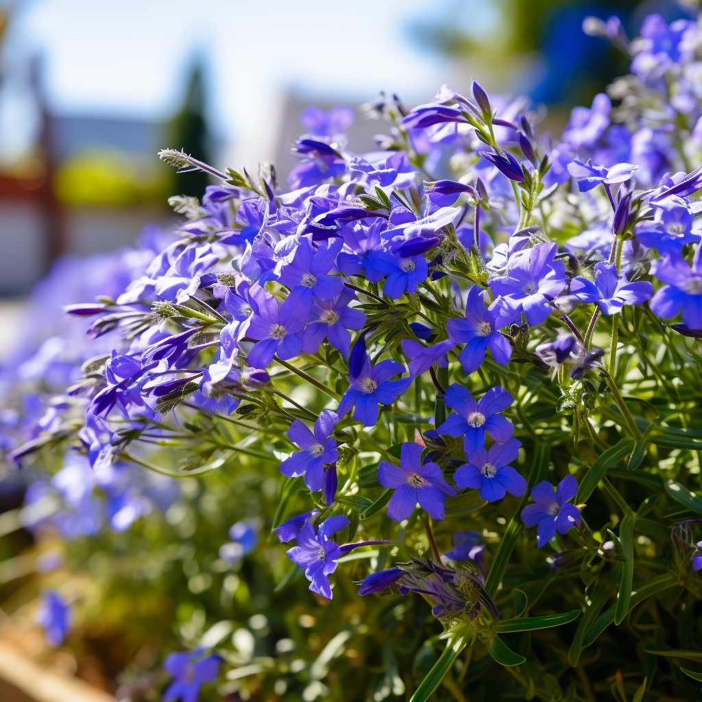 Lobelia - Shade Loving Plants